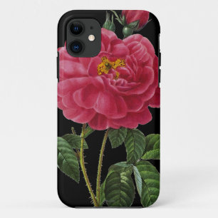 title_seo2 Rosa Gallica