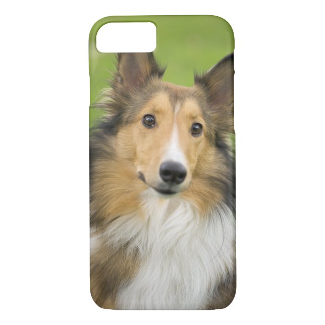 Funda De Case-Mate Para iPhone Rough Collie, perro (Reverso)