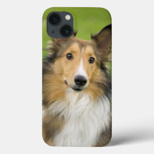 Funda Para iPhone 13 Rough Collie, perro