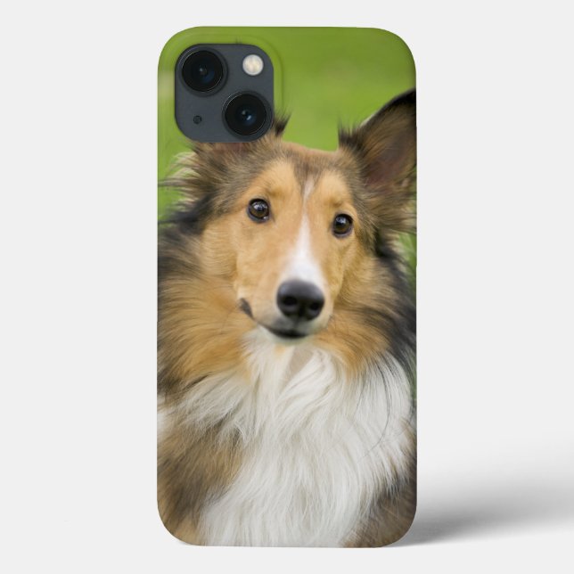 Funda De Case-Mate Para iPhone Rough Collie, perro (Reverso)