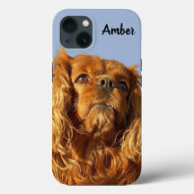 Ruby Cavalier King Charles Spaniel Perro Cachorro 