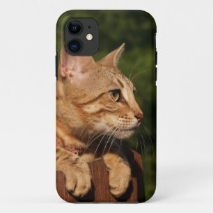 title_seo2 Savannah Cat iPhone 5