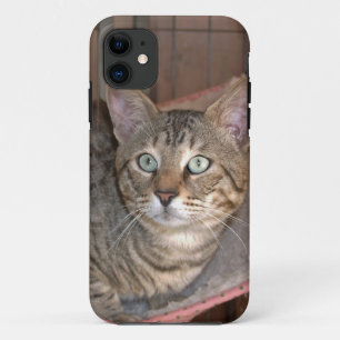 title_seo2 Savannah Cat iPhone 5