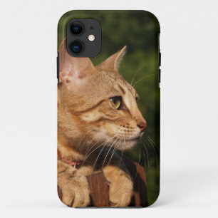 title_seo2 Savannah Cat iPhone 5 Funda-mate apenas ahí