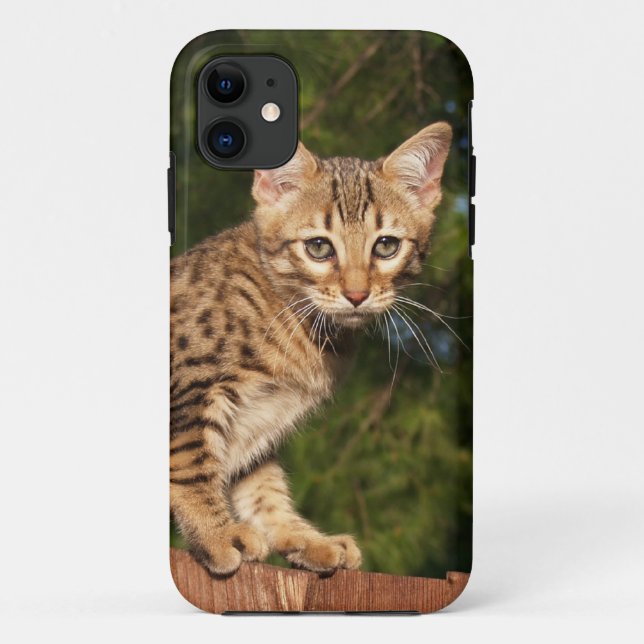 Funda De Case-Mate Para iPhone Savannah Cat iPhone 5 Funda-mate apenas ahí (Reverso)