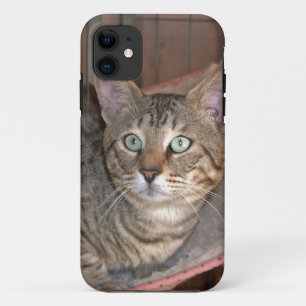 title_seo2 Savannah Cat iPhone 5 Funda-mate apenas ahí