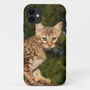 title_seo2 Savannah Cat iPhone 5 Funda-Mate ID