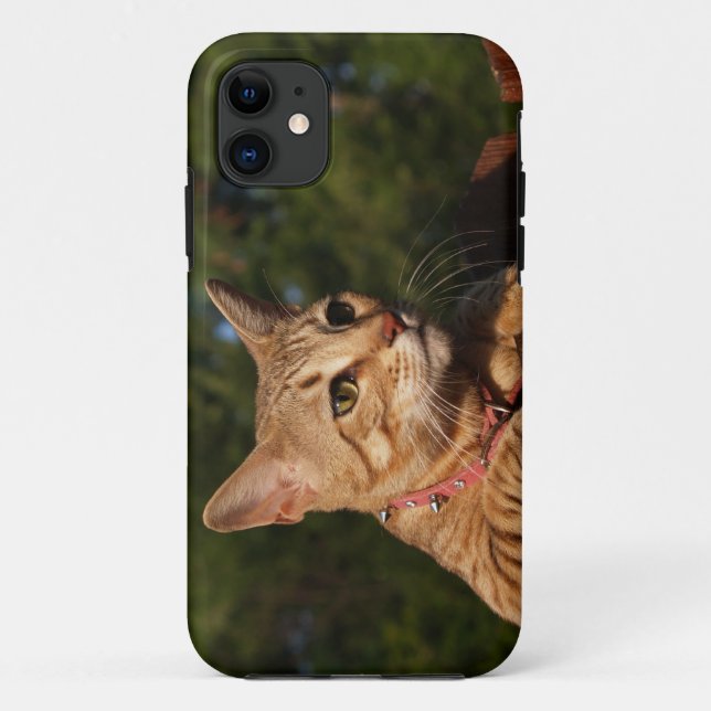 Funda De Case-Mate Para iPhone Savannah Cat iPhone 5 Funda-Mate ID (Reverso)
