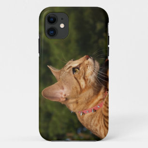 title_seo2 Savannah Cat iPhone 5 Funda-Mate ID