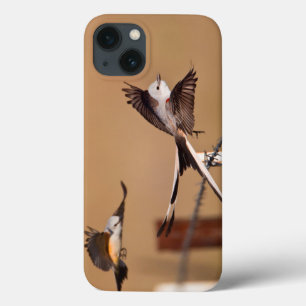 title_seo2 Scissor-Tailed Flycatchers (Tyrannus Forficatus)