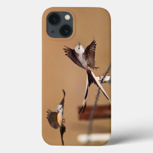 title_seo2 Scissor-Tailed Flycatchers (Tyrannus Forficatus)