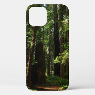 title_seo2 Secuoyas y helechos en el Parque Nacional Redwood
