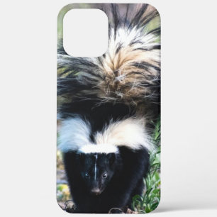 title_seo2 Skunk Black and White