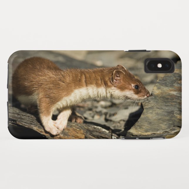 Funda De Case-Mate Para iPhone Sniffing Weasel (Reverso (horizontal))
