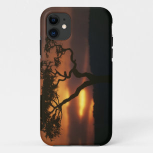 title_seo2 Spiel-Reserve Afrikas, Kenia, Masai-Mara, Stellend