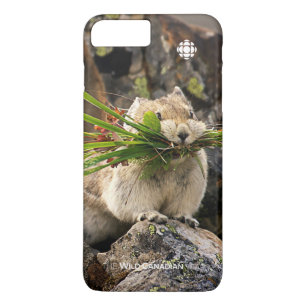 title_seo2 Summer - American Pica