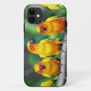Funda Para iPhone 11 Sun Conures