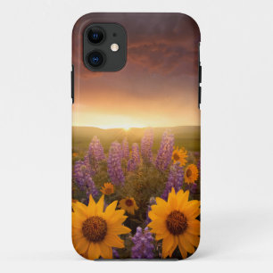 title_seo2 Sunset Daisies
