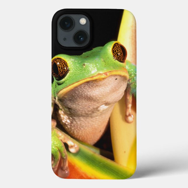 Funda De Case-Mate Para iPhone Suramérica, Ecuador, el Amazonas. Rana arbórea (Reverso)