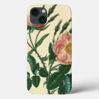 Sweet Briar Rosa