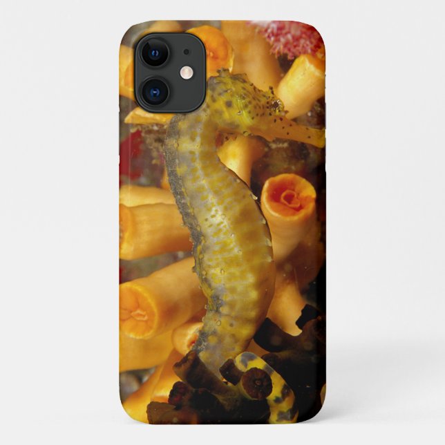 Funda De Case-Mate Para iPhone Tailandia, Caballito de Mar en Primer Plano (Reverso)