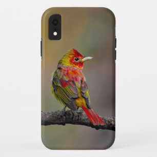 Funda Para iPhone XR Tángara escarlata mudando - Fotografía original