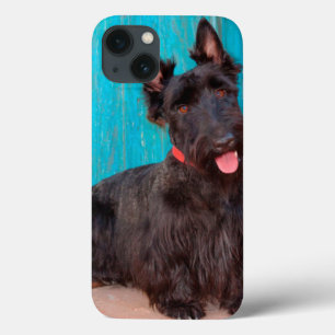 title_seo2 Terrier escocés sentado junto a una puerta colorid