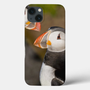 Funda Para iPhone 13 The Atlantic Puffin
