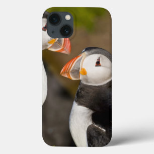title_seo2 The Atlantic Puffin