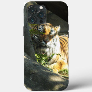 title_seo2 Tiger Catnap