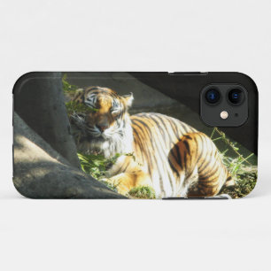 title_seo2 Tiger Catnap