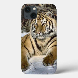 title_seo2 Tiger Lovers