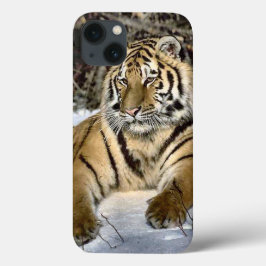 title_seo2 Tiger Lovers