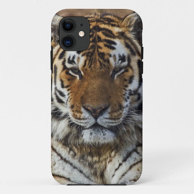 Funda De Case-Mate Para iPhone Tigre de Bengala, Panthera tigris, zoológico de Lo (Reverso)