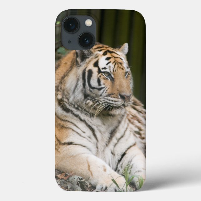 Funda De Case-Mate Para iPhone Tigre de Siberia (Reverso)