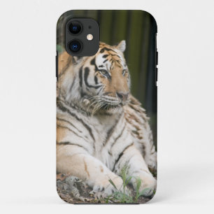 Funda Para iPhone 11 Tigre siberiano