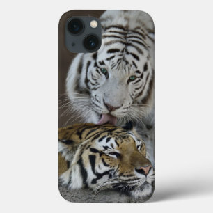 title_seo2 Tigres Blancos Y Marrones En Descanso