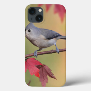 title_seo2 Titmice copetudos