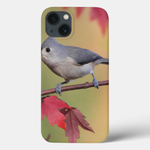 title_seo2 Titmice copetudos