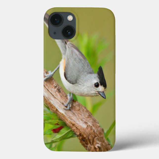 Funda De Case-Mate Para iPhone Titmouse Negro-Con cresta (Reverso)