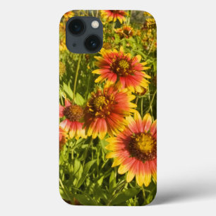 title_seo2 Tornillos Gaillardia pulchella) flores silvestres