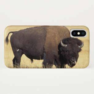 title_seo2 Toro de bisonte en Yellowstone National