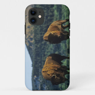 title_seo2 Toros de Bison en el Parque Nacional de los Lagos