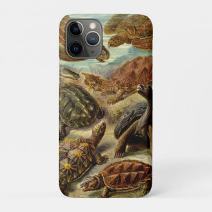 title_seo2 Tortuga (Chelonia) de Haeckel