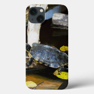 title_seo2 Tortuga del resbalador de la charca en el salvaje