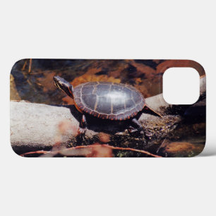 title_seo2 Tortuga Feliz