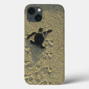Funda Para iPhone 13 Tortuga Verde, (Chelonia mydas), cría