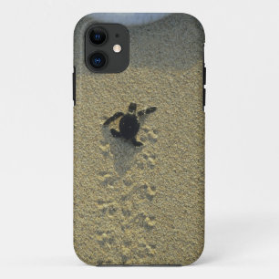 Funda Para iPhone 11 Tortuga Verde, (Chelonia mydas), cría