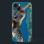 title_seo2 Tortuga verde hawaiana<br><div class="desc">Una tortuga marina verde hawaiana investiga su reflejo en mi puerto domo. © y ® Bigstock® - Todos los derechos reservados.</div>