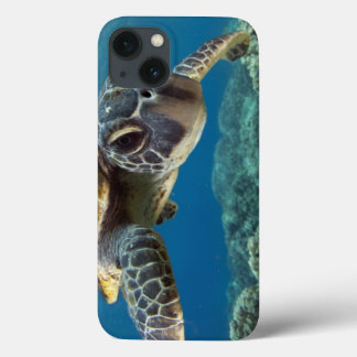 title_seo2 Tortuga verde hawaiana